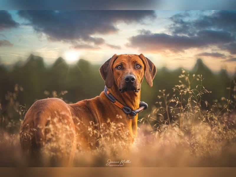 Rhodesian Ridgeback Welpen Mai 2025