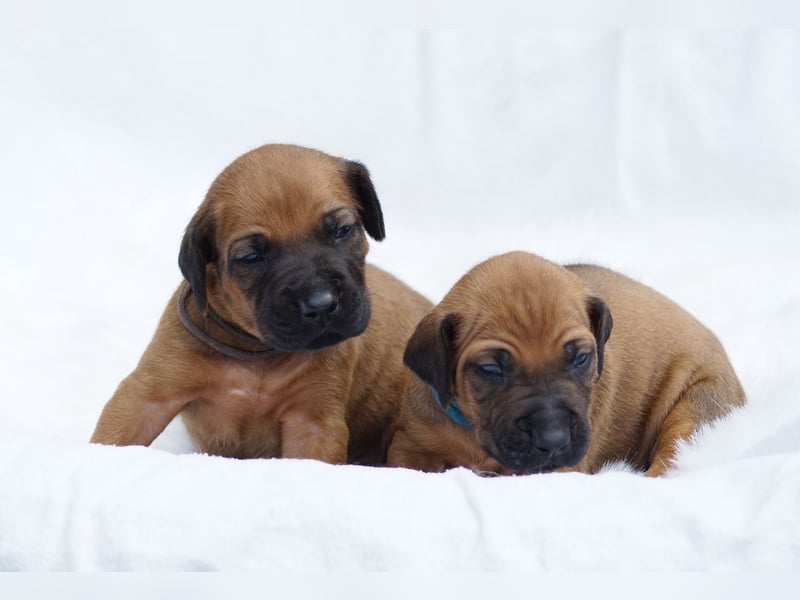wunderschöne Rhodesian Ridgeback Welpen ! ! ! absolut vitale und einwandfreie kleine Engel