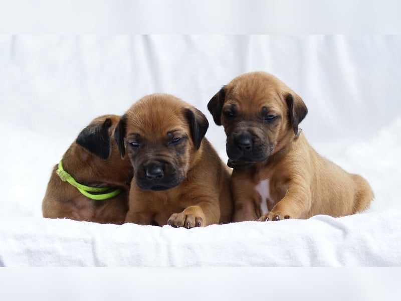 wunderschöne Rhodesian Ridgeback Welpen ! ! ! absolut vitale und einwandfreie kleine Engel