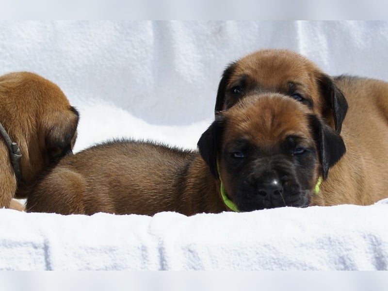 wunderschöne Rhodesian Ridgeback Welpen ! ! ! absolut vitale und einwandfreie kleine Engel