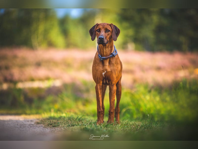 Rhodesian Ridgeback Welpen Mai 2025