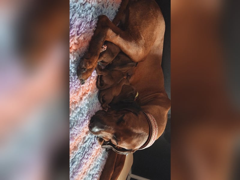 Rhodesian Ridgeback Welpen Mai 2025