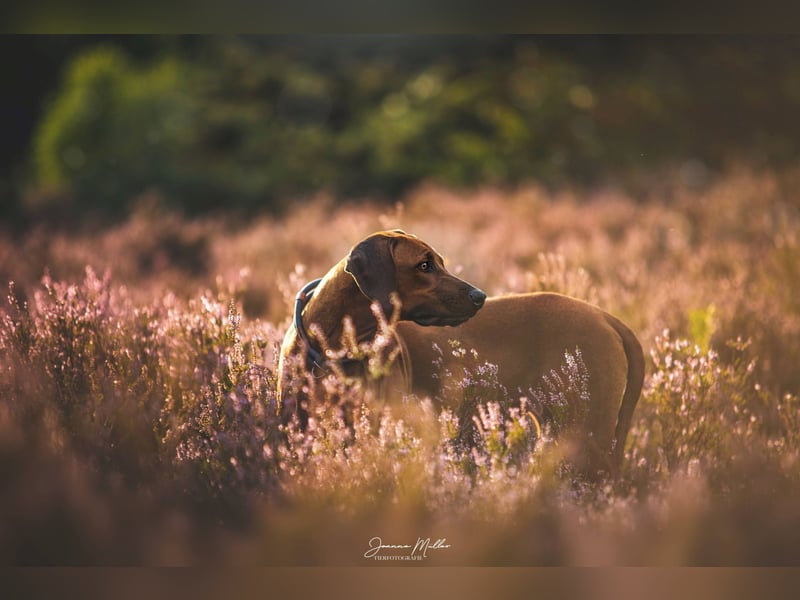 Rhodesian Ridgeback Welpen Mai 2025