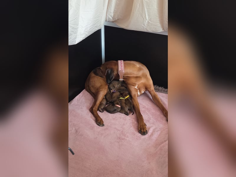 Rhodesian Ridgeback Welpen Mai 2025