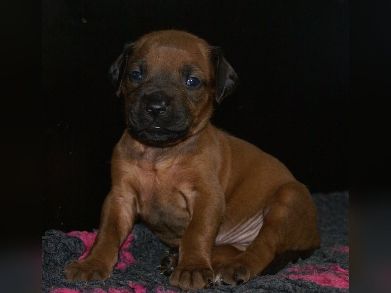 wunderschöne Rhodesian Ridgeback Welpen ! ! ! absolut vitale und einwandfreie kleine Engel