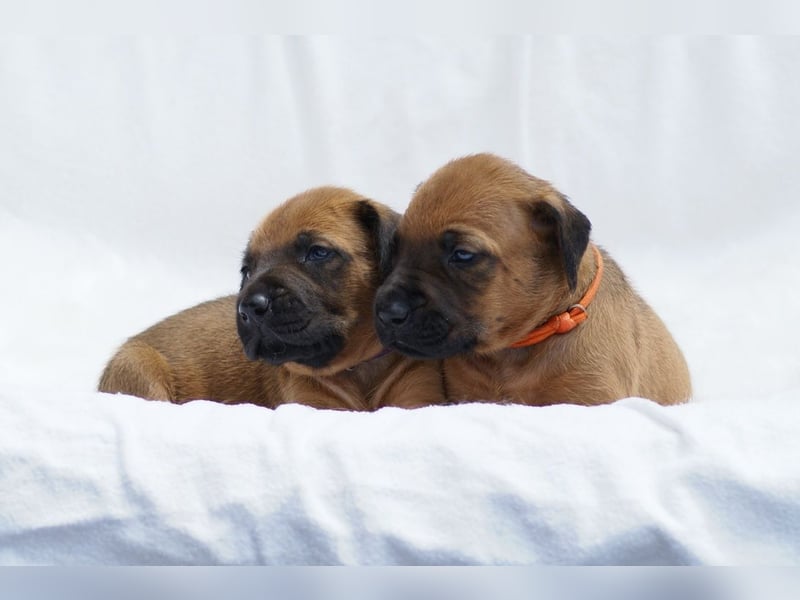wunderschöne Rhodesian Ridgeback Welpen ! ! ! absolut vitale und einwandfreie kleine Engel