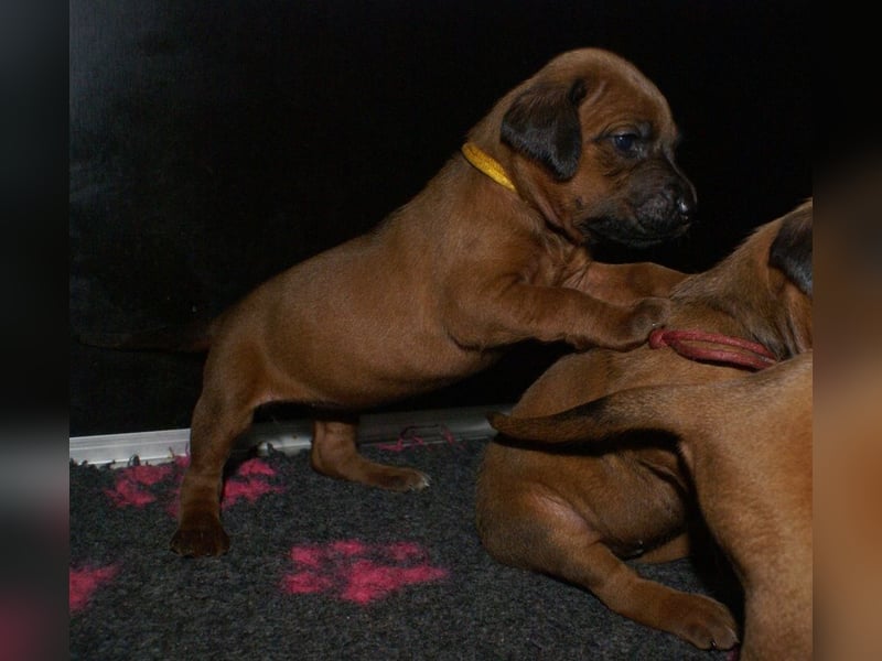 wunderschöne Rhodesian Ridgeback Welpen ! ! ! absolut vitale und einwandfreie kleine Engel