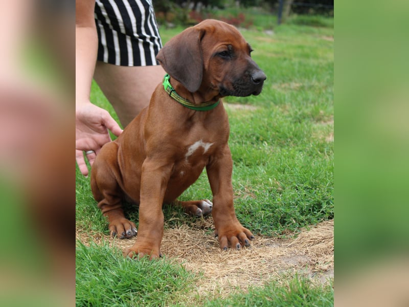 Rhodesian Ridgeback Welpen Mai 2025