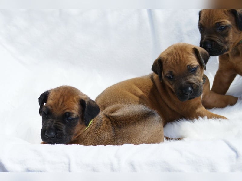 wunderschöne Rhodesian Ridgeback Welpen ! ! ! absolut vitale und einwandfreie kleine Engel