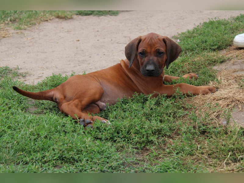 Rhodesian Ridgeback Welpen Mai 2025