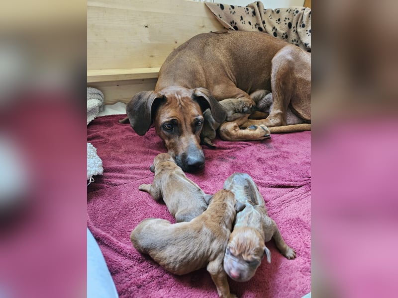 Rodesian Ridgeback Welpen im Kennel "Free Spirit"