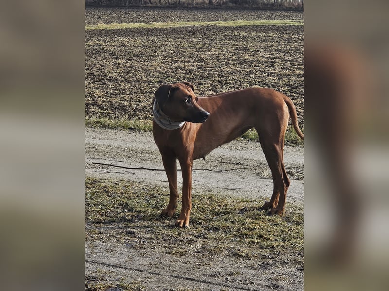 Rodesian Ridgeback Welpen im Kennel "Free Spirit"