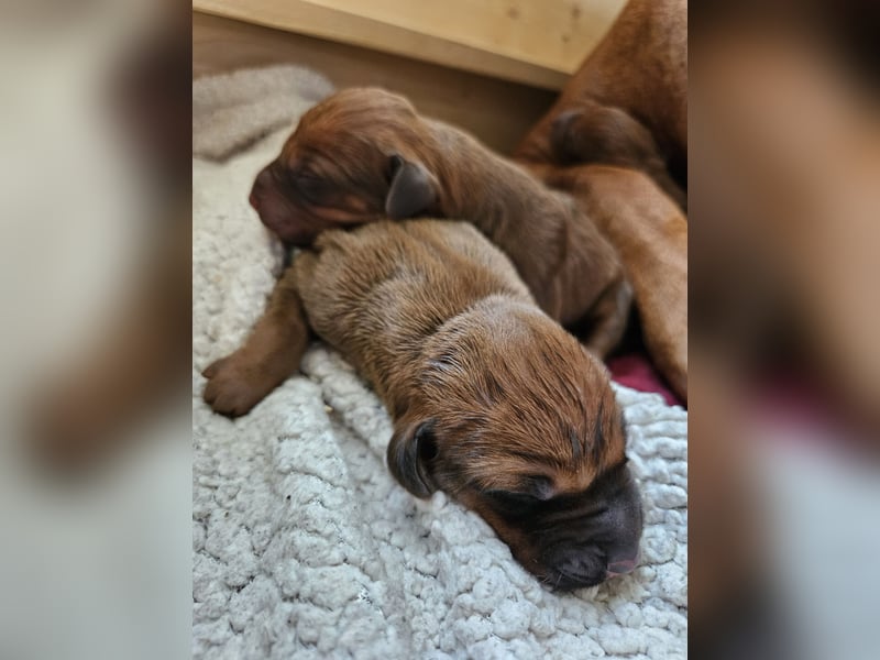 Rodesian Ridgeback Welpen im Kennel "Free Spirit"