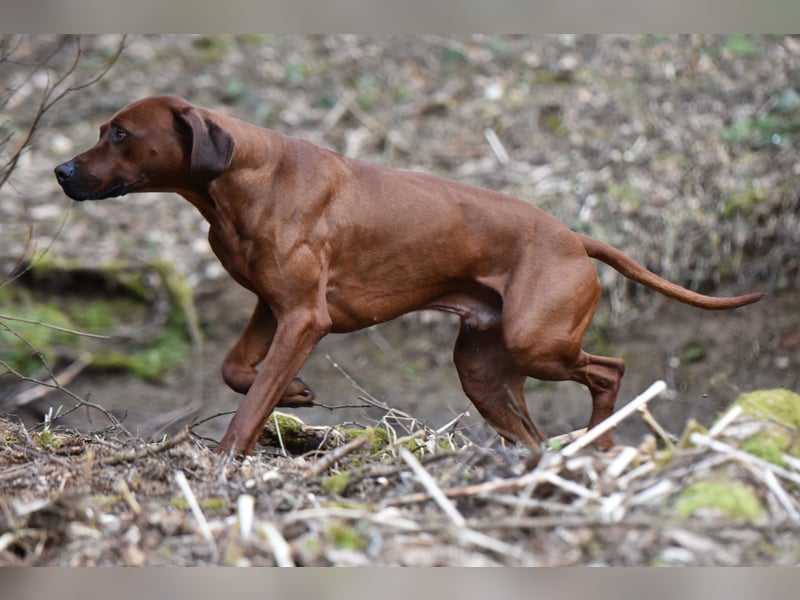 Rodesian Ridgeback Welpen im Kennel "Free Spirit"