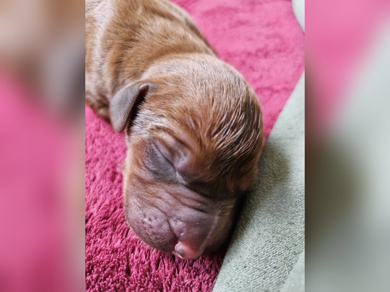 Rodesian Ridgeback Welpen im Kennel "Free Spirit"