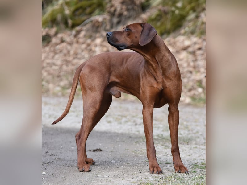 Rodesian Ridgeback Welpen im Kennel "Free Spirit"