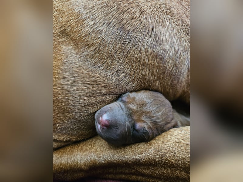 Rodesian Ridgeback Welpen im Kennel "Free Spirit"