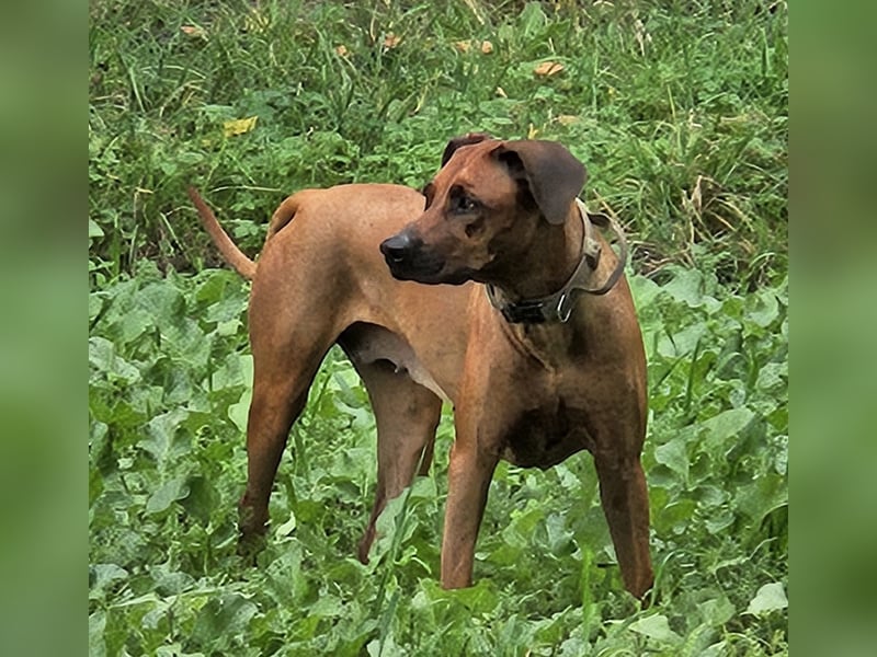 Rodesian Ridgeback Welpen im Kennel "Free Spirit"
