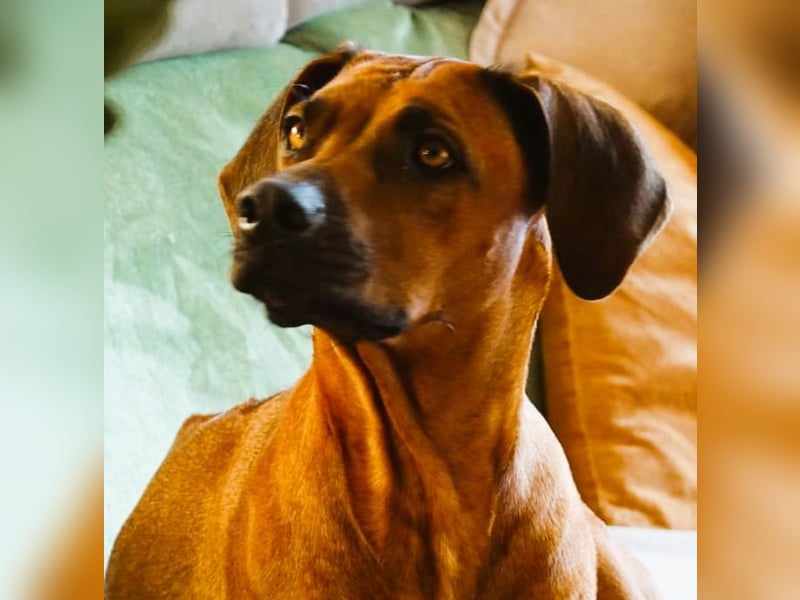 Rodesian Ridgeback Welpen im Kennel "Free Spirit"