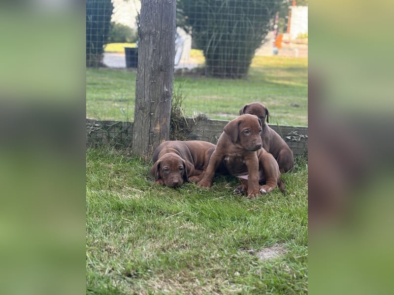 Rhodesian Ridgeback Welpen mit Papieren -Livernose-