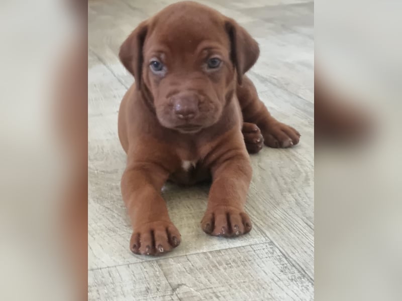 Rhodesian Ridgeback Welpen mit Papieren -Livernose-