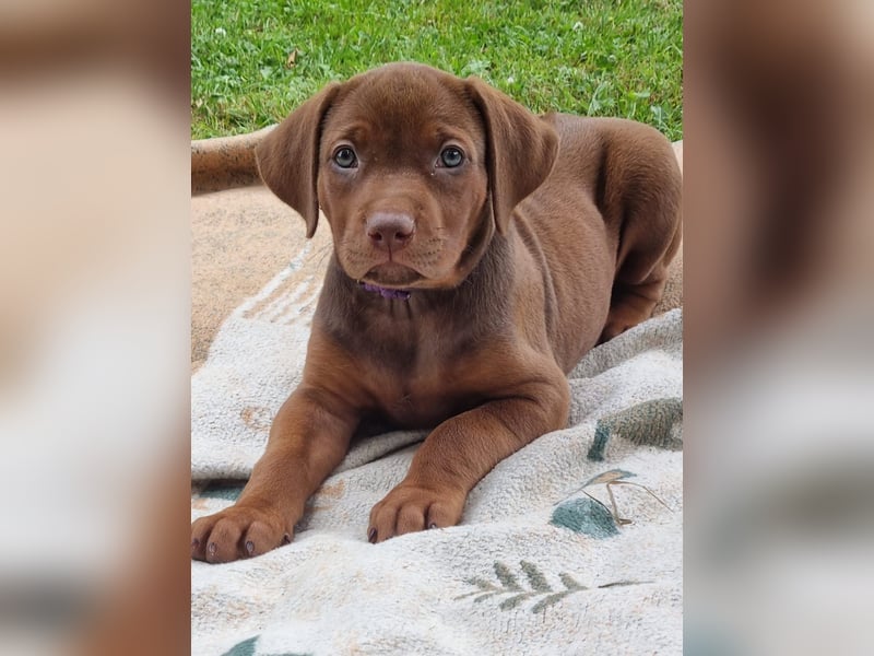 Rhodesian Ridgeback Welpen mit Papieren -Livernose-