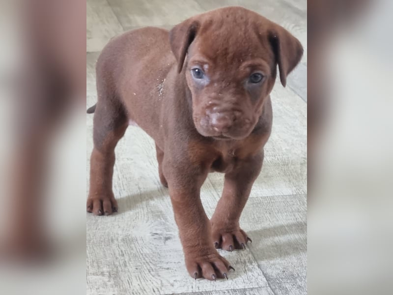 Rhodesian Ridgeback Welpen mit Papieren -Livernose-