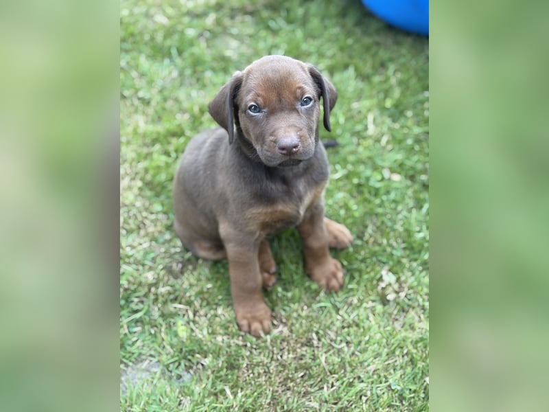 Rhodesian Ridgeback Welpen mit Papieren -Livernose-