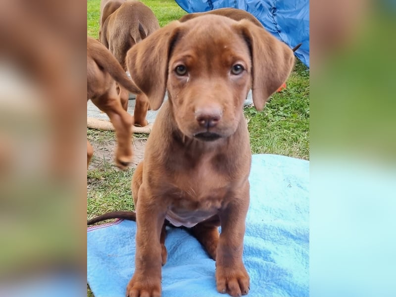 Rhodesian Ridgeback Welpen mit Papieren -Livernose-