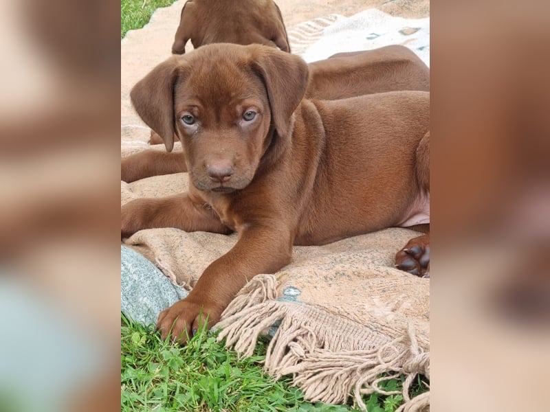Rhodesian Ridgeback Welpen mit Papieren -Livernose-