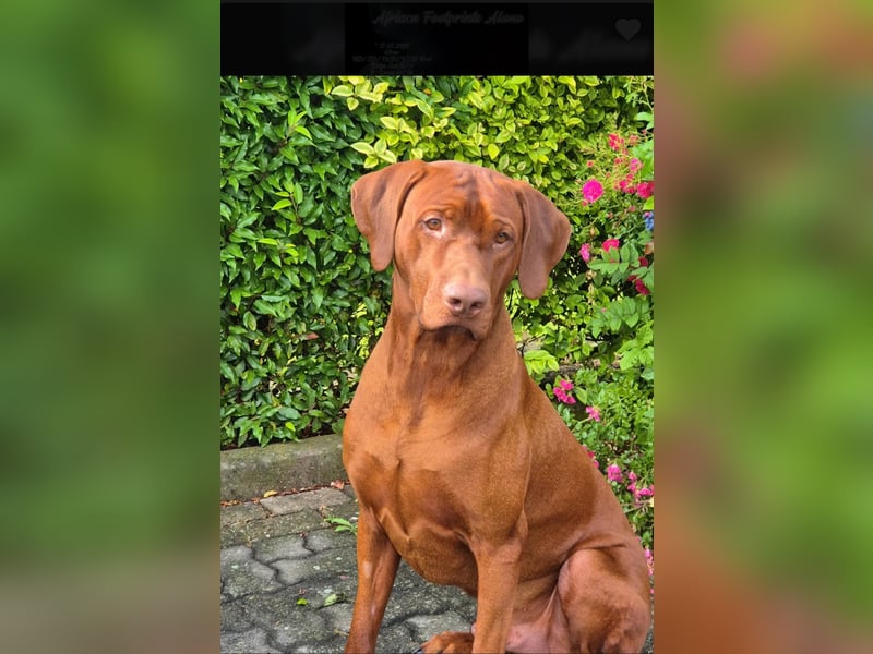 Rhodesian Ridgeback Welpen mit Papieren -Livernose-