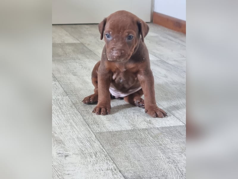 Rhodesian Ridgeback Welpen mit Papieren -Livernose-
