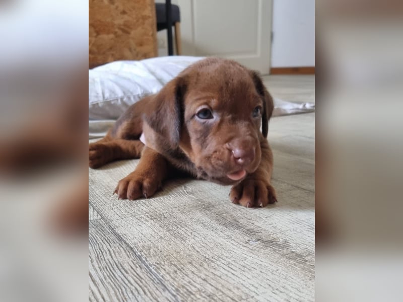 Rhodesian Ridgeback Welpen mit Papieren -Livernose-