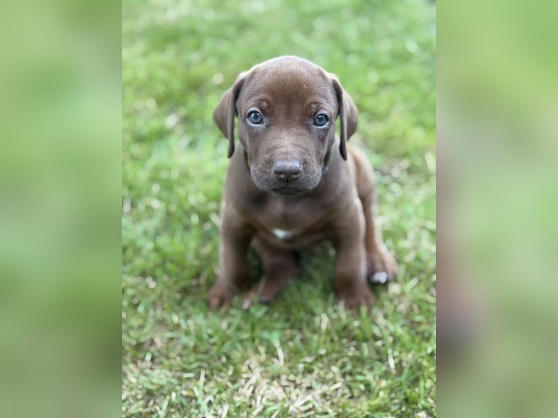 Rhodesian Ridgeback Welpen mit Papieren -Livernose-
