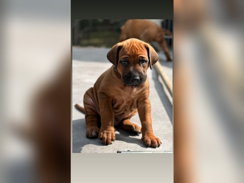 Rhodesian Ridgeback Welpen