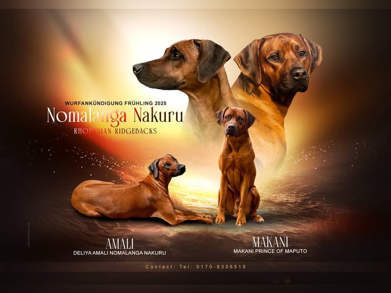 Rhodesian Ridgeback Welpen