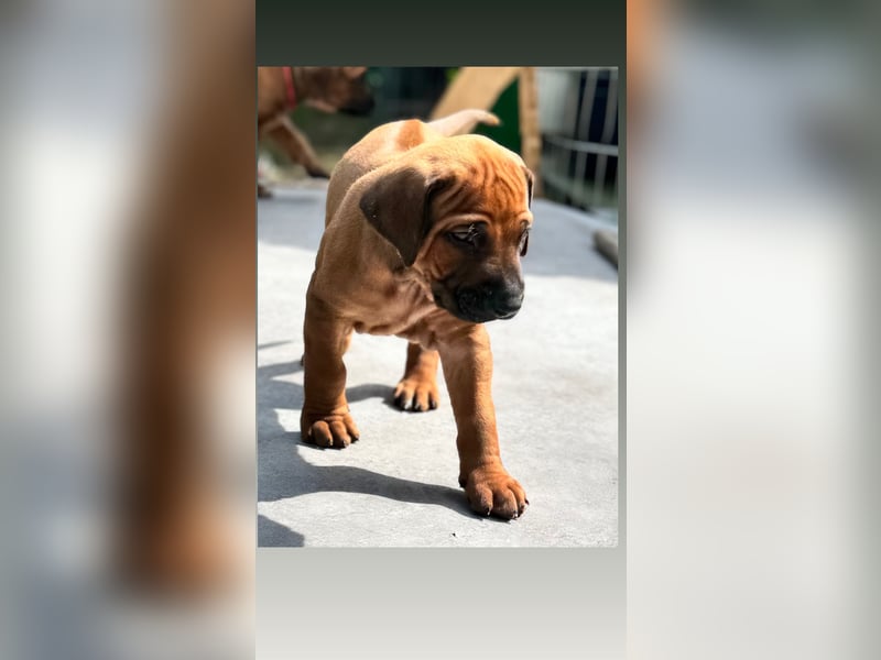 Rhodesian Ridgeback Welpen