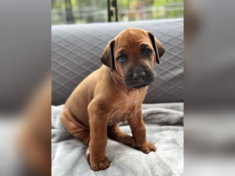 Rhodesian Ridgeback Welpen