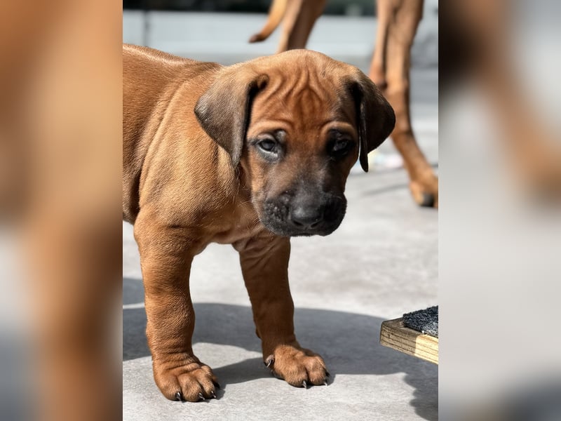 Rhodesian Ridgeback Welpen