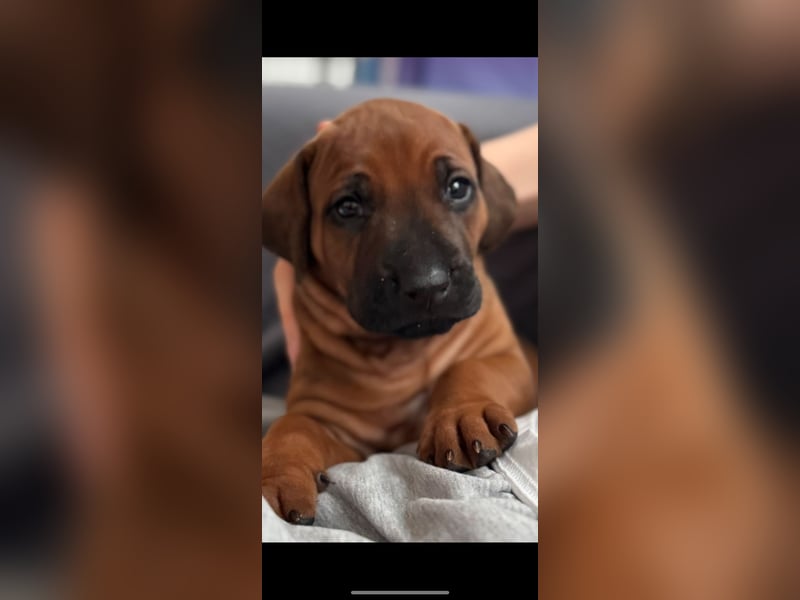 Rhodesian Ridgeback Welpen