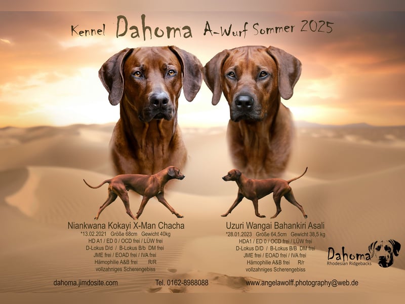 Rhodesian Ridgeback Welpen mit Papiere Frühling/Sommer