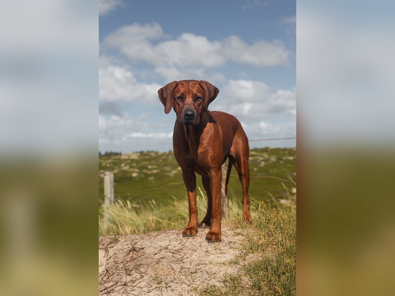 Rhodesian Ridgeback Welpen mit Papiere Frühling/Sommer