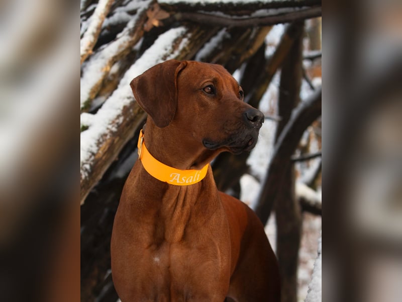 Rhodesian Ridgeback Welpen mit Papiere Frühling/Sommer