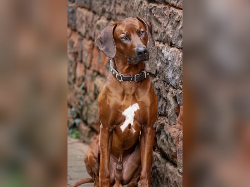 Rhodesian Ridgeback Welpen mit Papiere Frühling/Sommer
