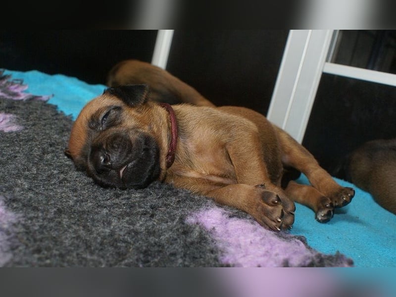 wunderschöne Rhodesian Ridgeback Welpen ! ! ! absolut vitale und einwandfreie kleine Engel