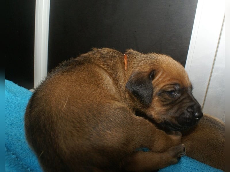 wunderschöne Rhodesian Ridgeback Welpen ! ! ! absolut vitale und einwandfreie kleine Engel