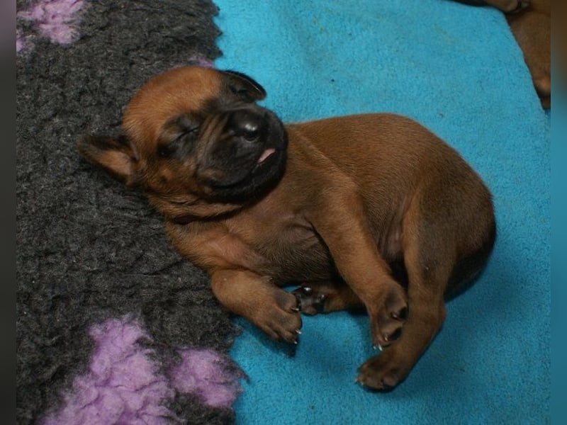 wunderschöne Rhodesian Ridgeback Welpen ! ! ! absolut vitale und einwandfreie kleine Engel