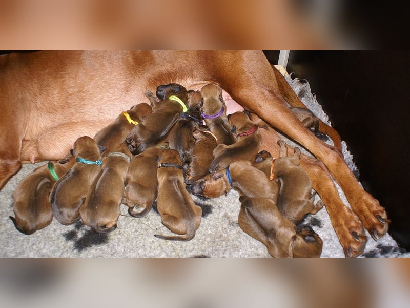 wunderschöne Rhodesian Ridgeback Welpen ! ! ! absolut vitale und einwandfreie kleine Engel