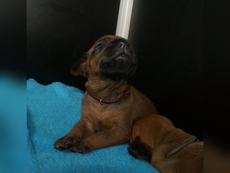 wunderschöne Rhodesian Ridgeback Welpen ! ! ! absolut vitale und einwandfreie kleine Engel