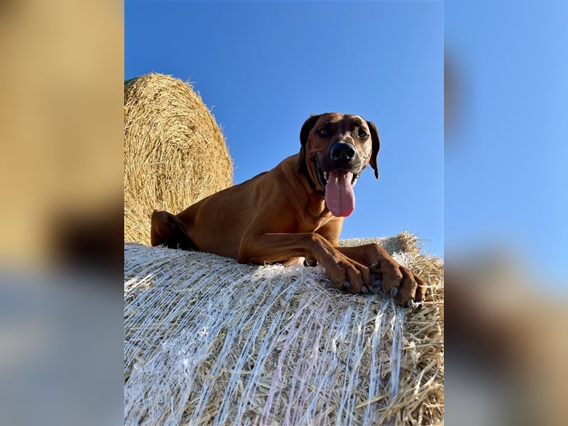 Rhodesian Ridgeback